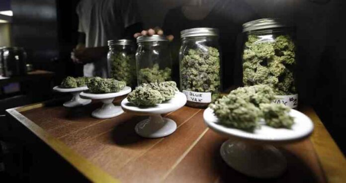 efekty legalizacji marihuany
