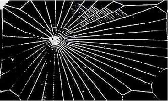 sieć pająka zbudowana pod wpływem LSD