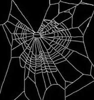 sieć pająka zbudowana pod wpływem marihuany