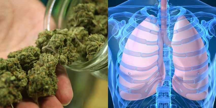 palenie marihuany nie powoduje zmiany czynności płuc