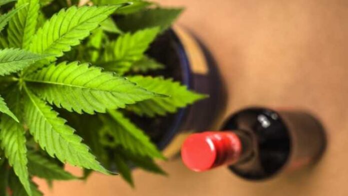 mieszanie alkoholu z marihuaną zwiększa stężenie THC we krwi
