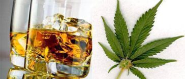Wpływ legalizacji marihuany na sprzedaż alkoholu