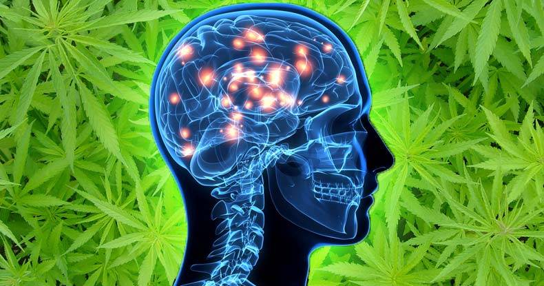 marihuana alzheimer