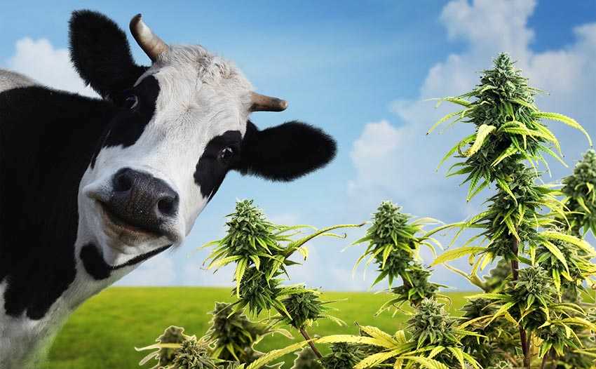 krowy konopie marihuana