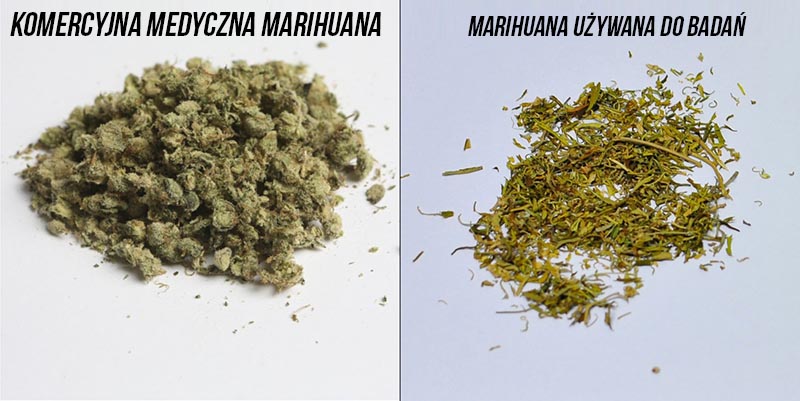 marihuana do badań naukowych i medyczna marihuana