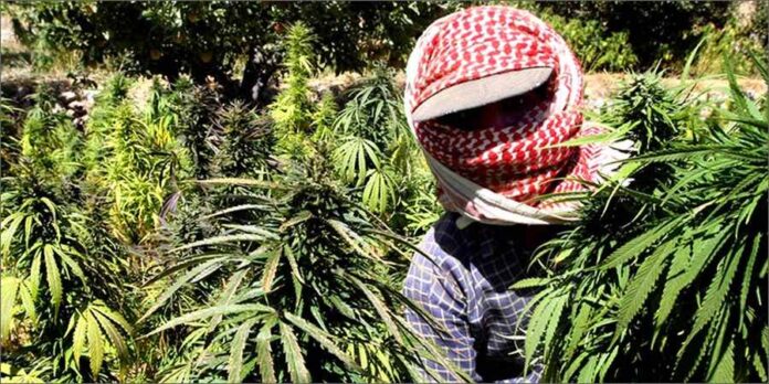 ISIS zaczęło finsnsować swoje działania z handlu marihuaną i innymi narkotykami