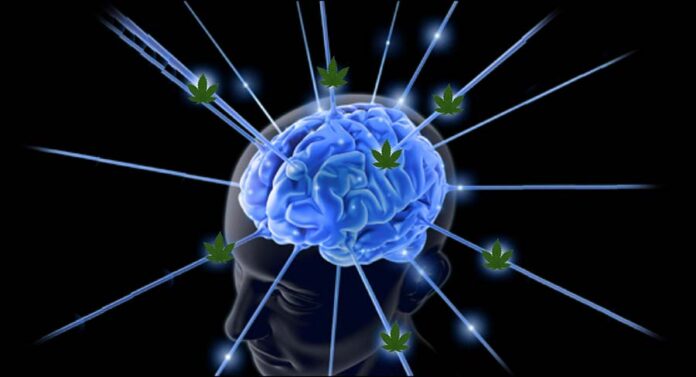 wpływ okazjonalnego palenia marihuany na mózg