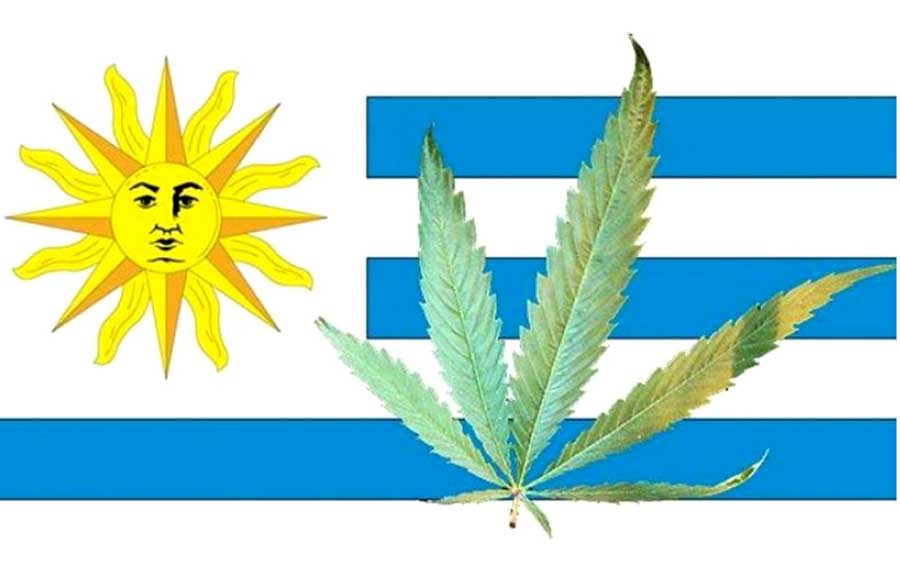 sprzedaż legalnej marihuany w Urugwaju rozpocznie się w lipcu