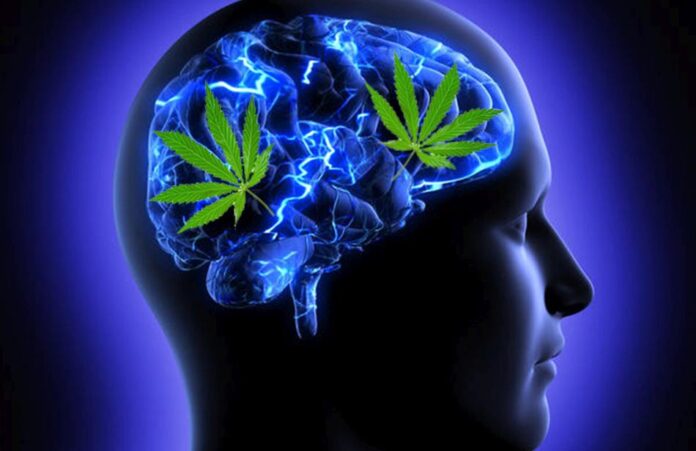Przerwa od używania marihuany znacząco poprawia pamięć
