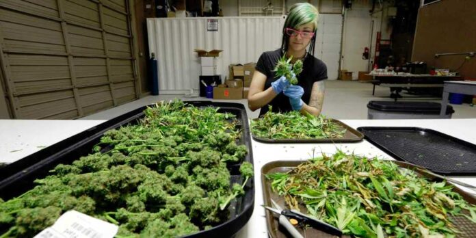 przemysł legalnej marihuany generuje nowe miejsca pracy