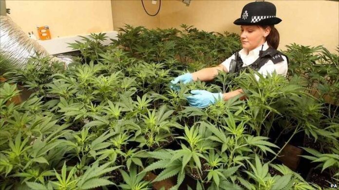 Policjanci w Wielkiej Brytanii tracą milion godzin rocznie na egzekwowanie prawa związanego z mariuhaną