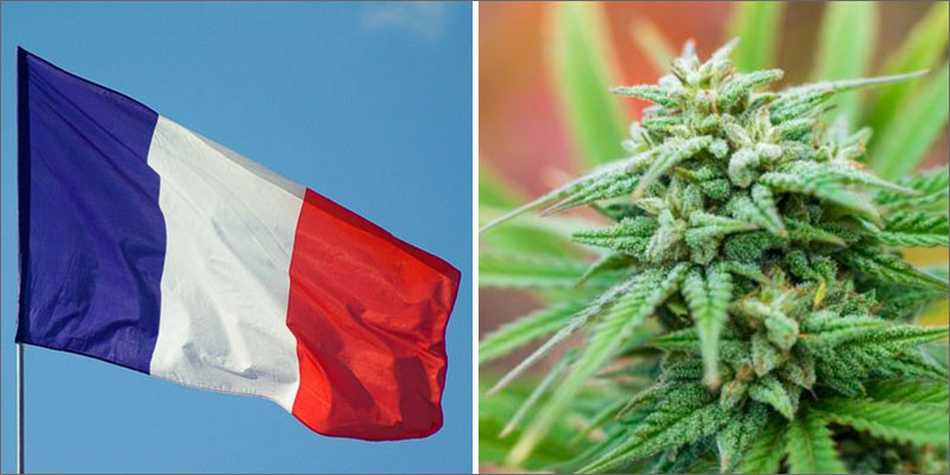 Francja zdekryminalizuje mariuhanę