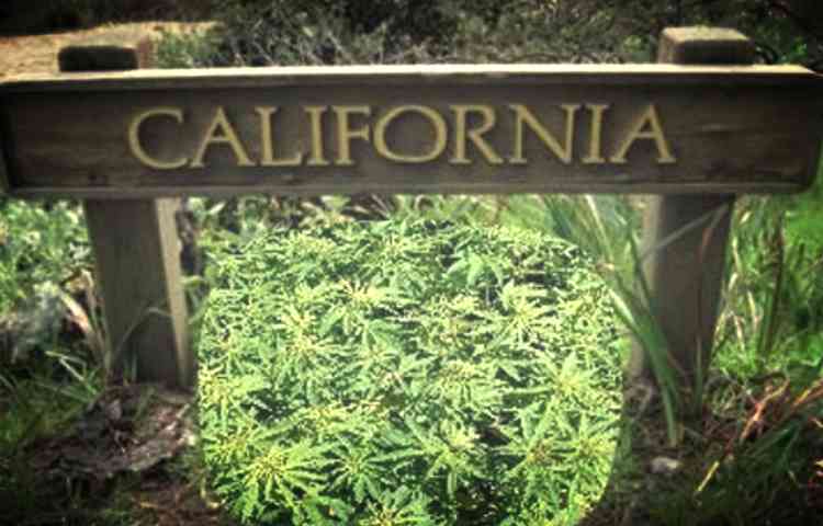 kalifornia 5 miliardow dolarow legalizacja marihuany
