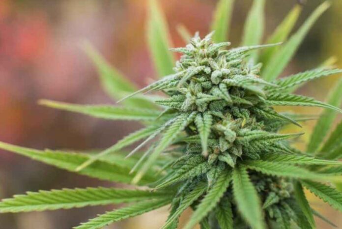Sprzedaż legalnej marihuany w Urugwaju rozpocznie się 19 lipca