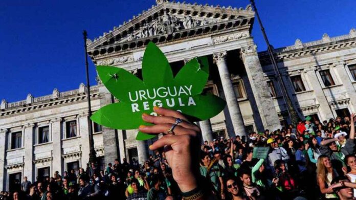 Od dziś marihuana w Urugwaju jest legalna!