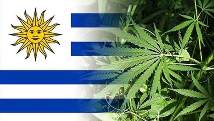 legalna marihuana w Urugwaju ma jednak wady
