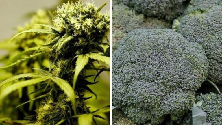 Diler, który sprzedawał brokuły zamiast marihuany spędzi 16 lat w więzieniu