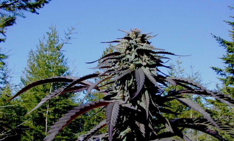 Producent medycznej marihuany kupił miasto w Kalifornii. Przekształci je w konopny raj