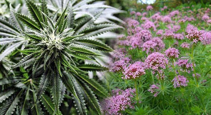 Ta roślina zapachem przypomina marihuanę