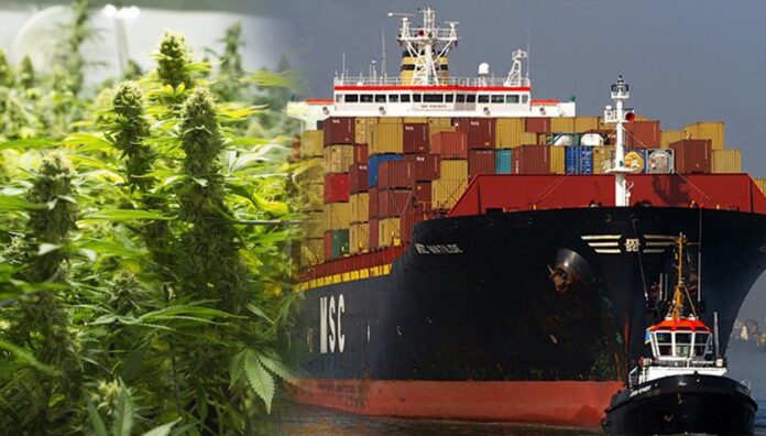 Sri Lanka chce eksportować marihuanę do USA