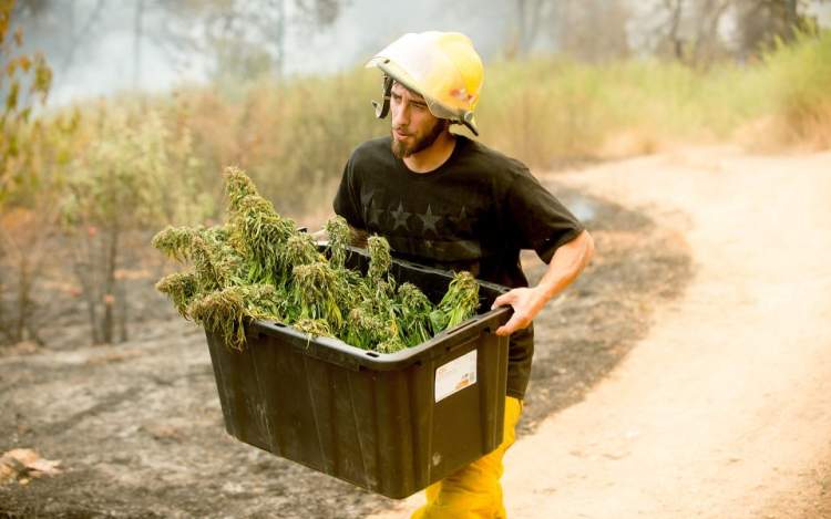 kalifornia pożar marihuana