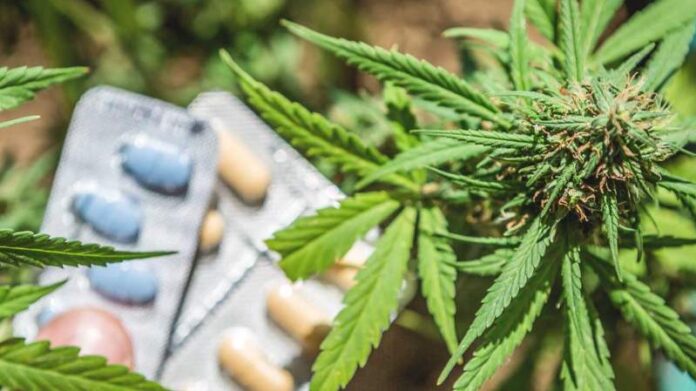 Czy legalizacja marihuany może ograniczyć stosowanie opioidowych leków na receptę?