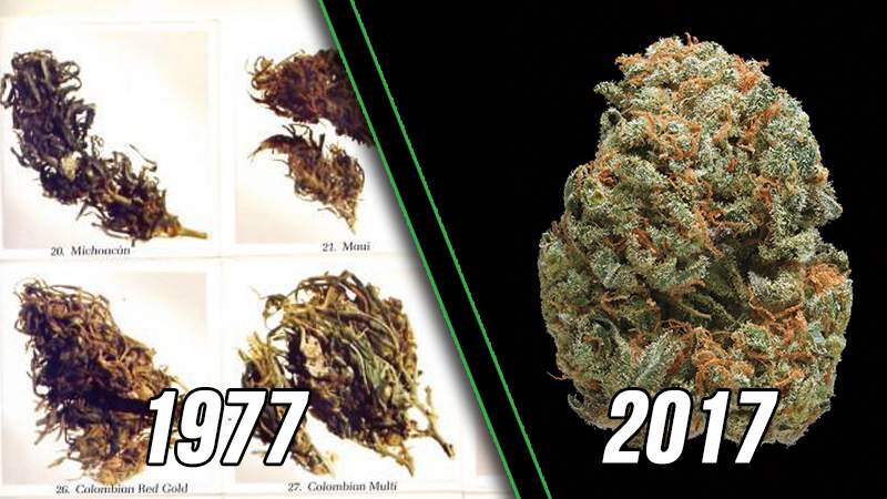 marihuana 40 50 lat temu