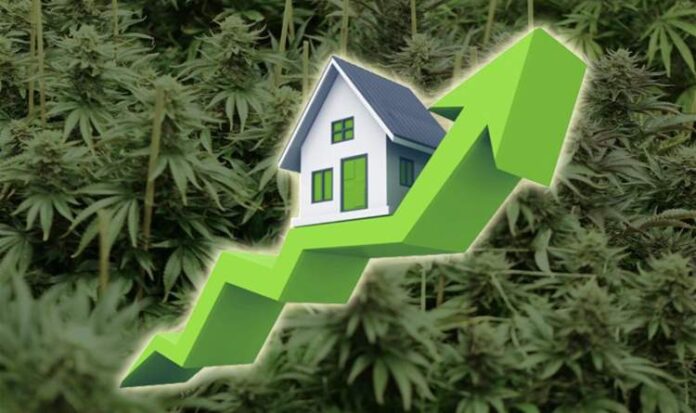 Legalna marihuana zwiększyła wartość nieruchomości w Denver