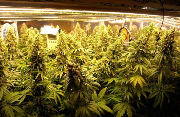 urzad skarbowy tuchola aukcja licytacja sprzet do uprawy marihuany