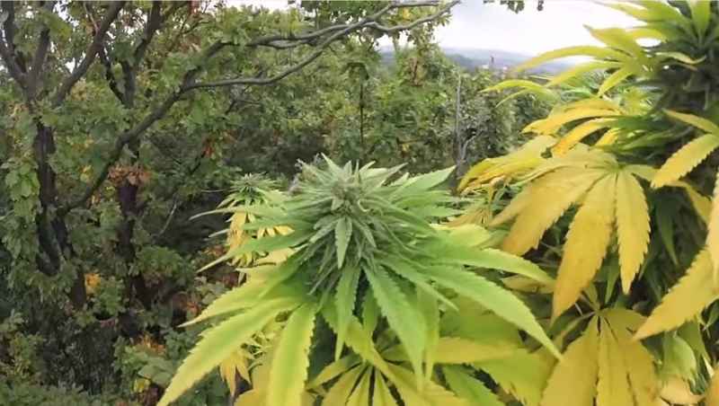 Plantacja marihuany na drzewie