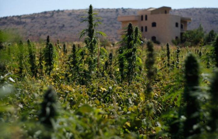 Marihuana i haszysz w Maroko