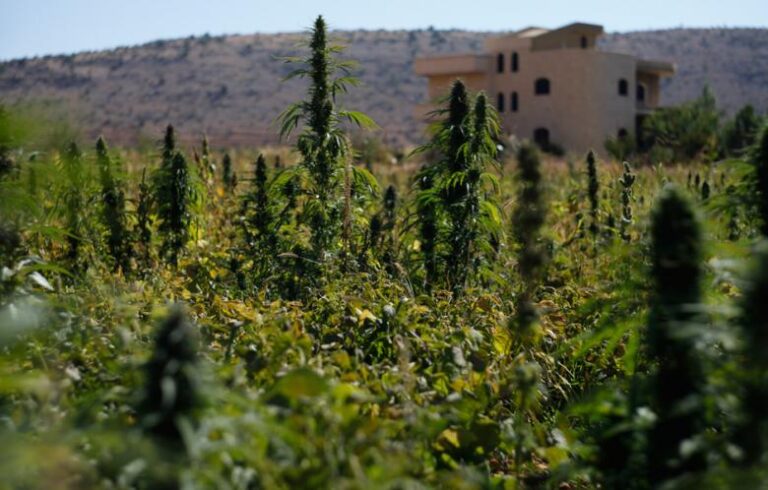 Ile kosztuje gram marihuany i haszyszu w Maroko, oraz jak wygląda sprzedaż