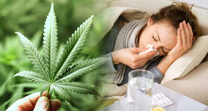Używanie marihuany podczas choroby i przeziębienia - pomaga czy szkodzi?