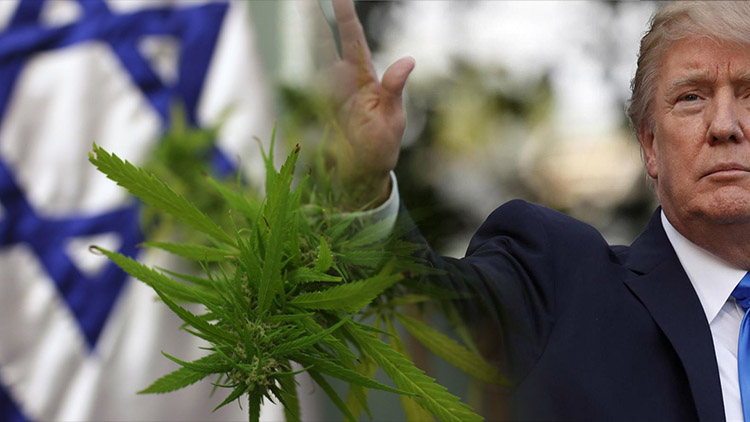 trump nie chce eksportu medycznej marihuany z izraela