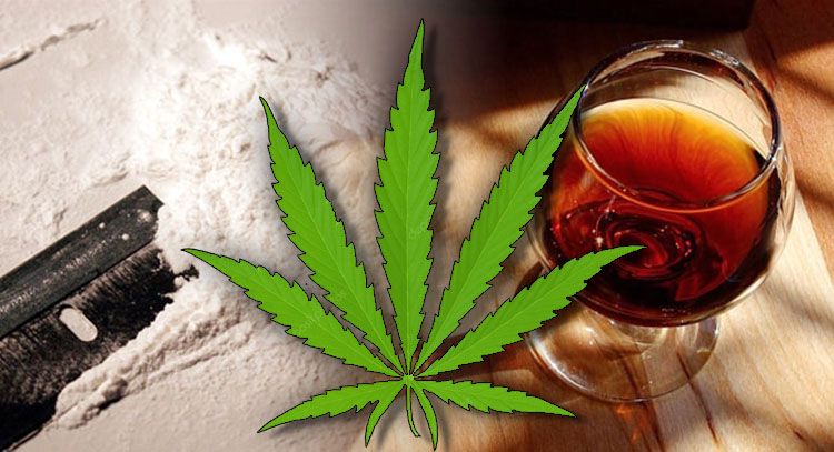 marihuana cbd uzaleznienie alkohol kokaina