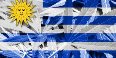 urugwaj-legalizacja-marihuany-obniza-przestepczosc