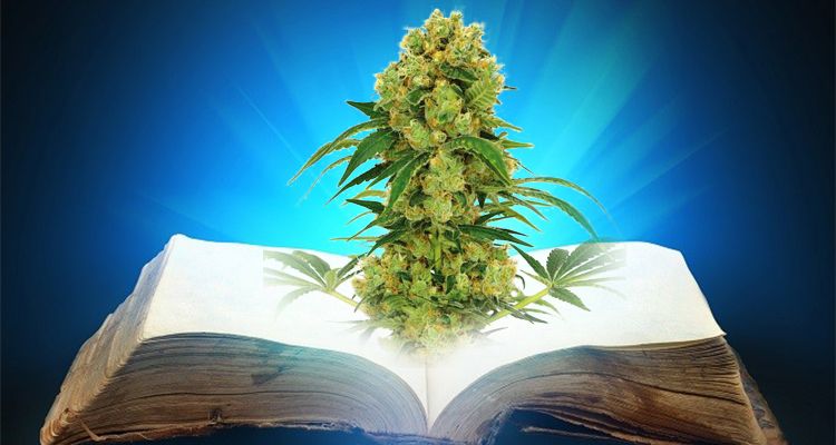 biblia przemyt marihuany do wiezienia