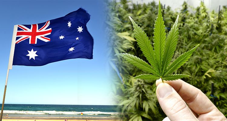legalizacja marihuany w australii
