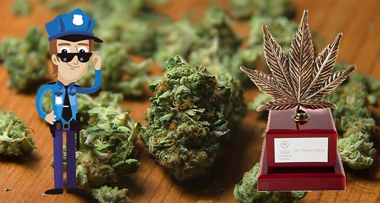 policja konkurs najwieksza ilosc marihuany