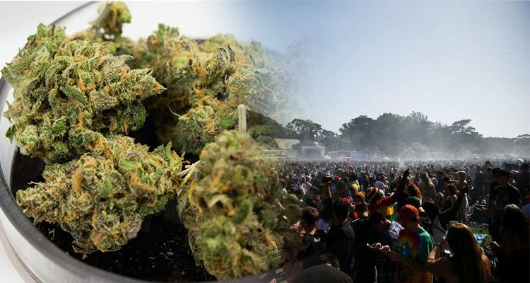 roczny zapas marihuany 420 hippie hill