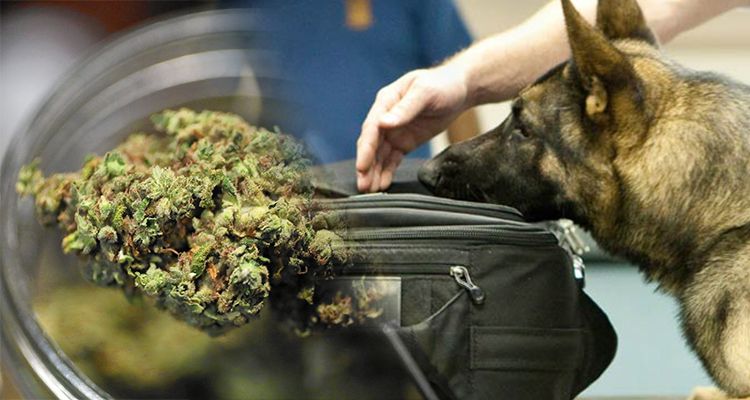 psy tropiace k 9 uspione po legalizacji marihuany