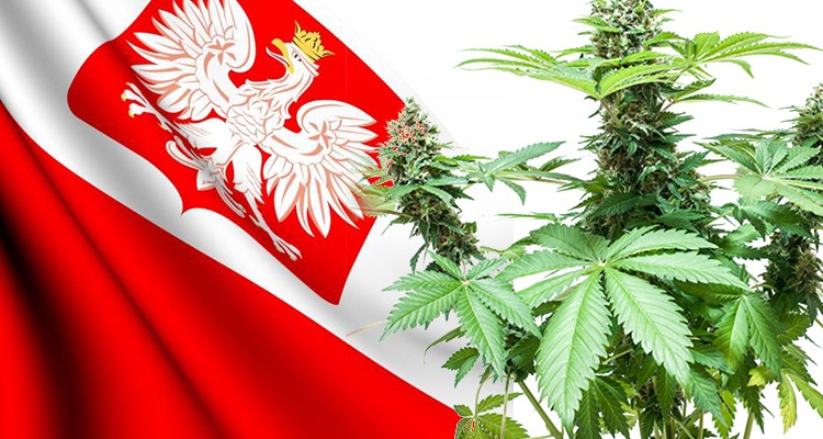 Uprawy medycznej marihuany w Polsce i 0,3% THC w konopiach włóknistych. Sejm uchwalił ustawę