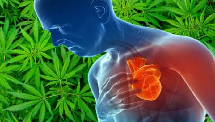 Konsumenci marihuany częściej przeżywają zawał serca