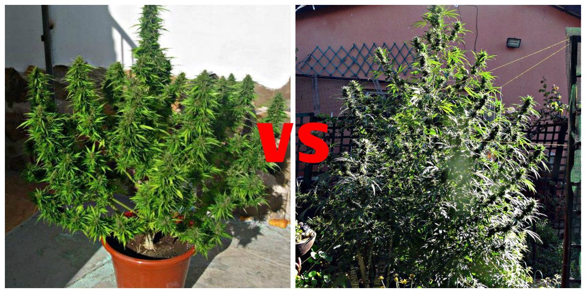 nasiona autoflowering vs fotoperiod