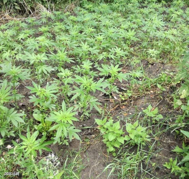 uprawa marihuany w polu kukurydzy 2