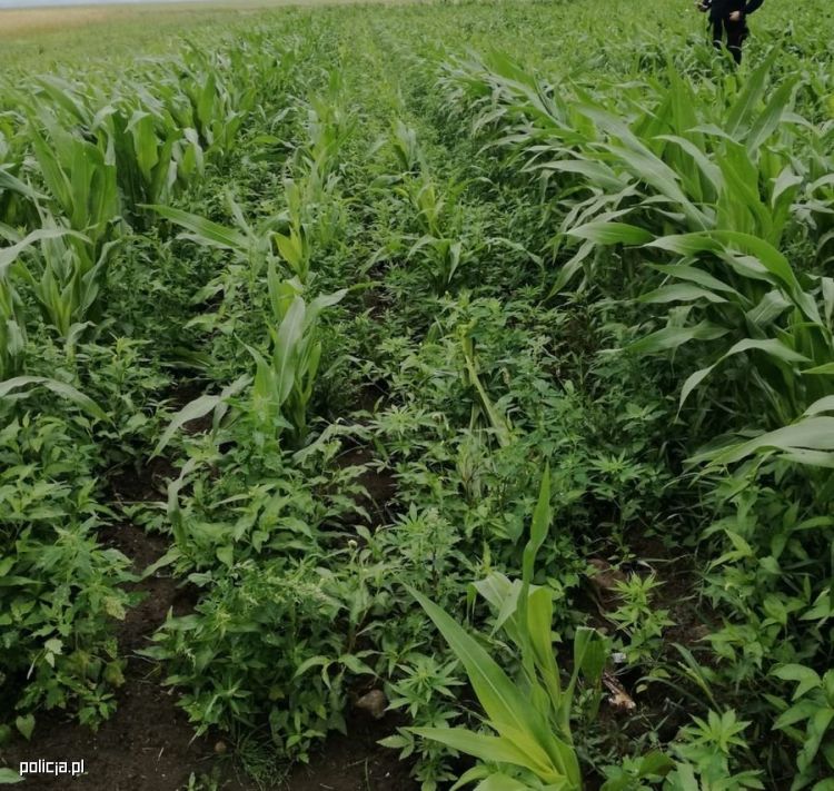 uprawa marihuany w polu kukurydzy 3
