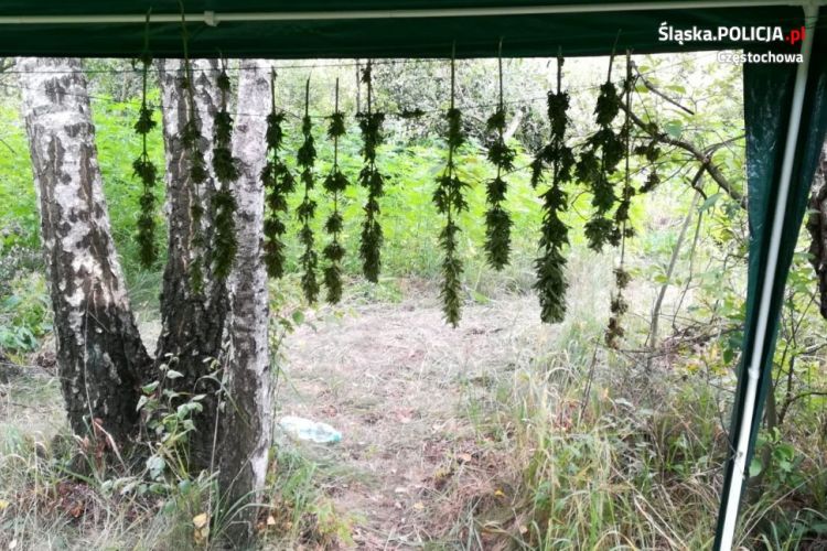 czestochowa nielegalna plantacja marihauny