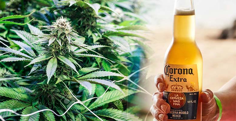 piwo corona inwestuje w marihuane canopy growth
