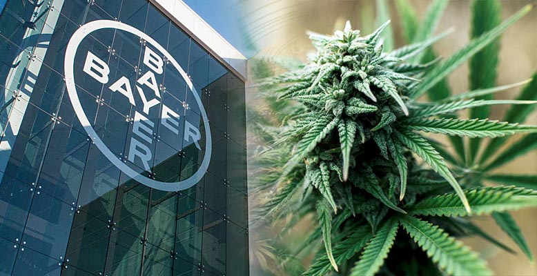 Bayer i Monsanto czekają, aby wejść w przemysł legalnej marihuany