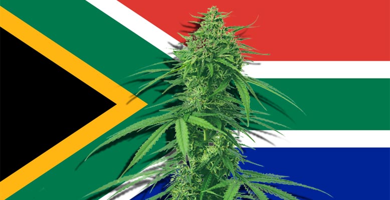 RPA legalizuje marihuanę do celów osobistych